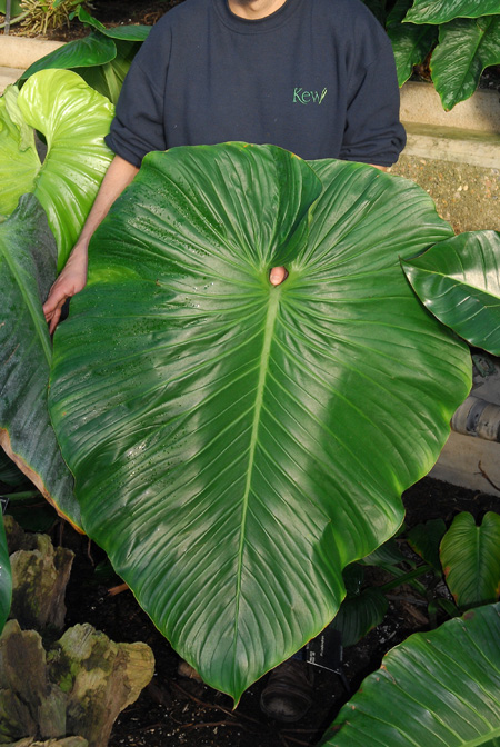 Philodendron schmidtiae