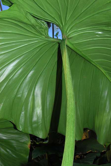 Philodendron schmidtiae
