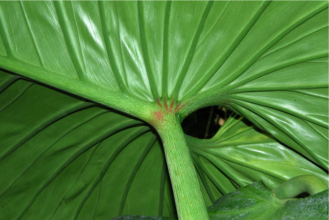 Philodendron schmidtiae