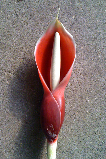 Philodendron schmidtiae