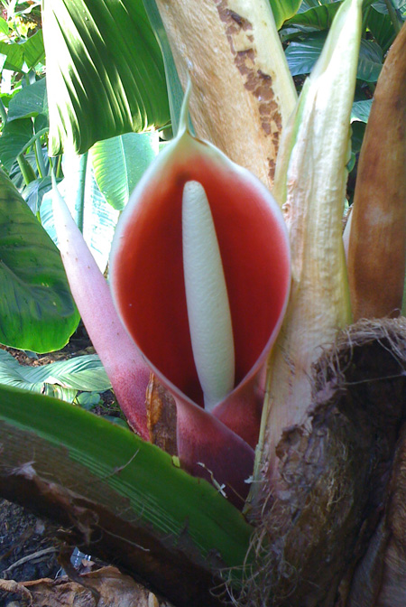 Philodendron schmidtiae