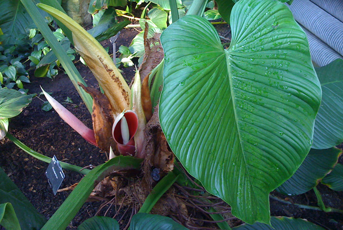 Philodendron schmidtiae