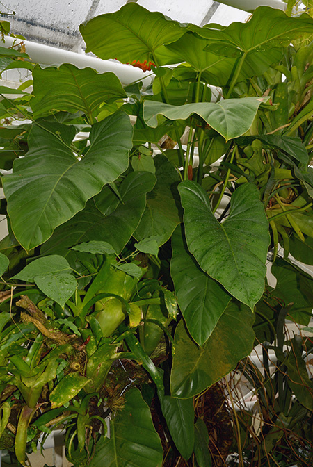Philodendron scitulum