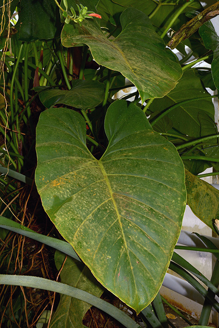 Philodendron scitulum