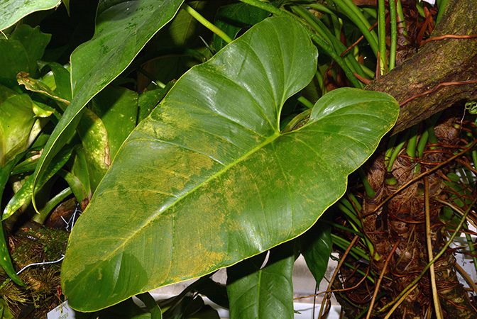 Philodendron scitulum