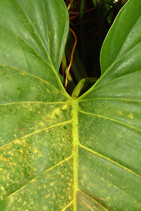 Philodendron scitulum