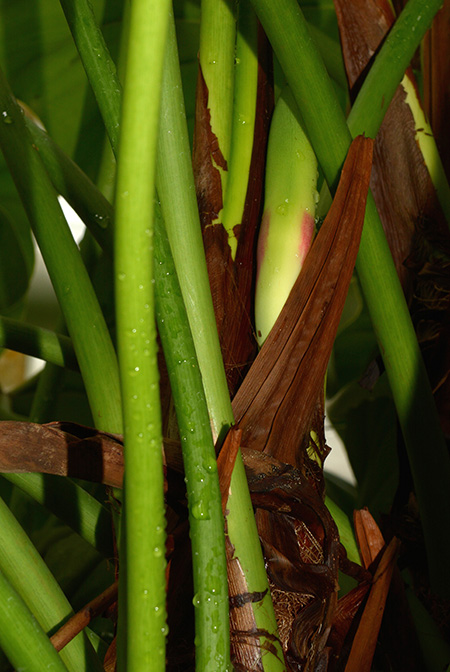 Philodendron scitulum