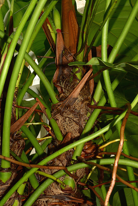 Philodendron scitulum