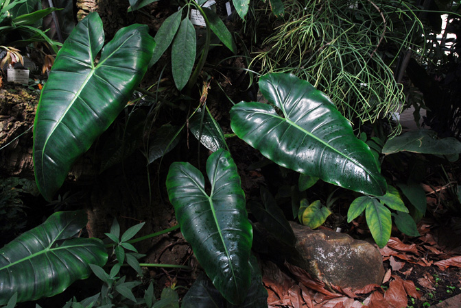 Philodendron scottmorianum