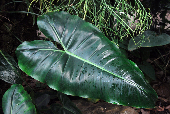 Philodendron scottmorianum