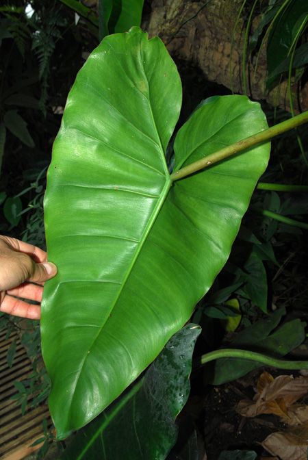 Philodendron scottmorianum