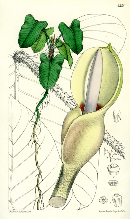 Philodendron serpens