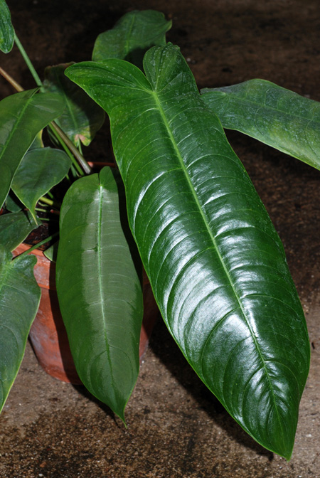 Philodendron sharoniae