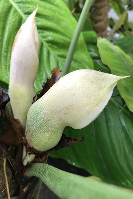 Philodendron sharoniae