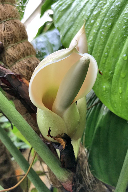 Philodendron sharoniae
