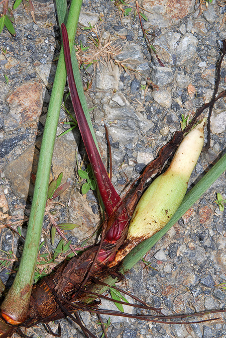 Philodendron sharoniae