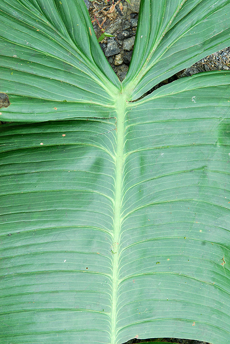 Philodendron sharoniae