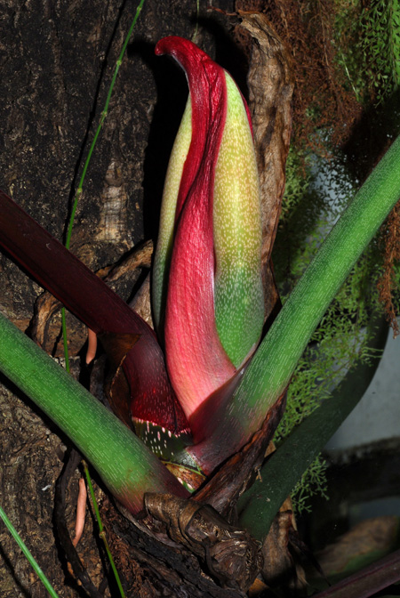Philodendron sharoniae