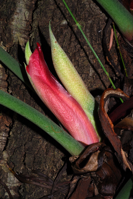 Philodendron sharoniae