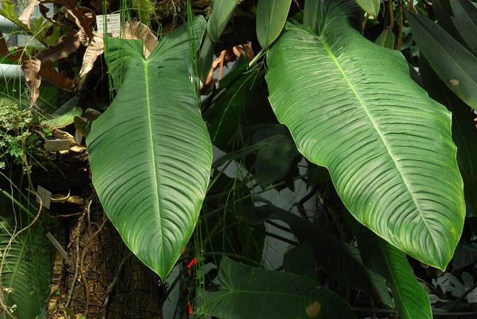 Philodendron sharoniae