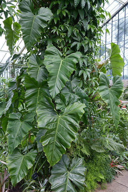 Philodendron simmondsii