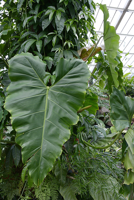 Philodendron simmondsii