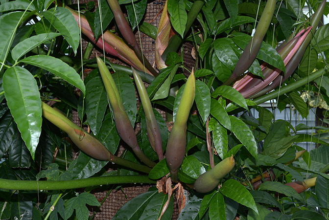 Philodendron simmondsii