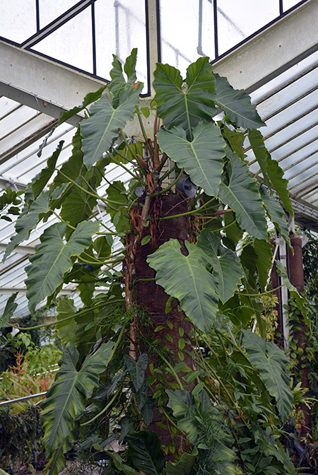 Philodendron simmondsii