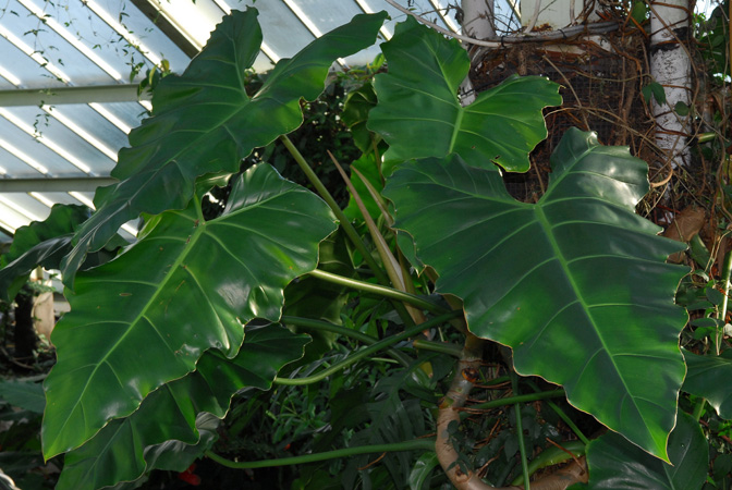 Philodendron simmondsii