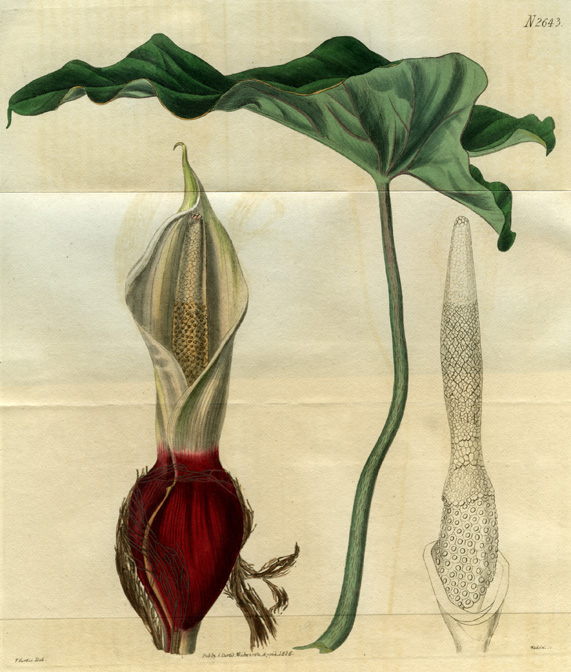 Philodendron simsii