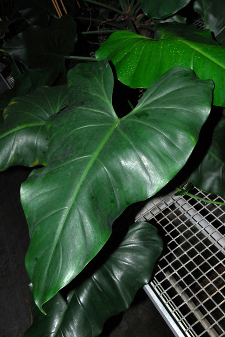 Philodendron smithii