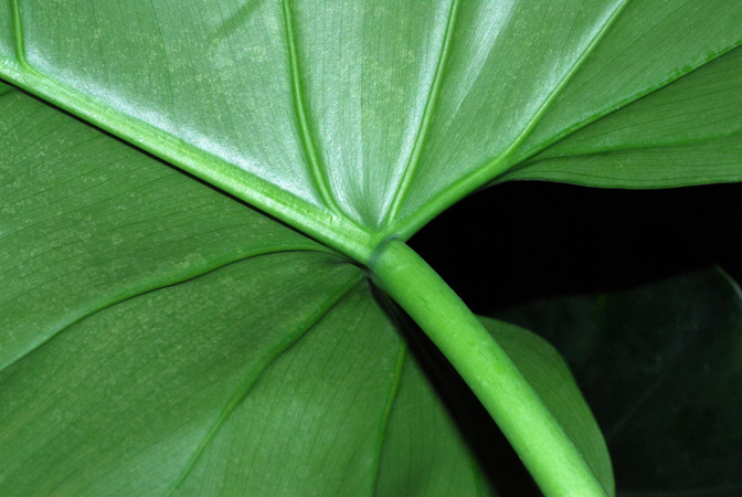 Philodendron smithii