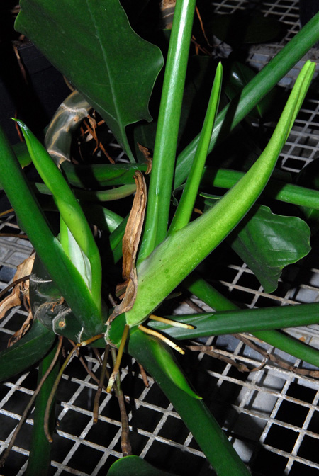 Philodendron smithii