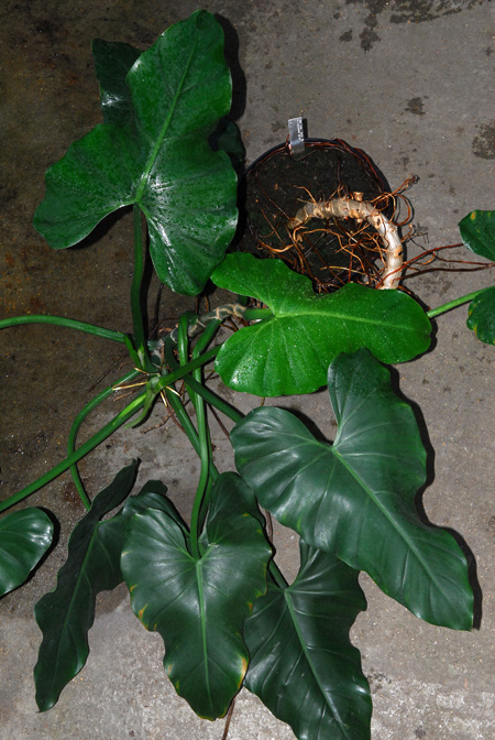 Philodendron smithii