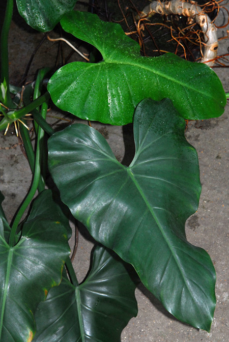 Philodendron smithii