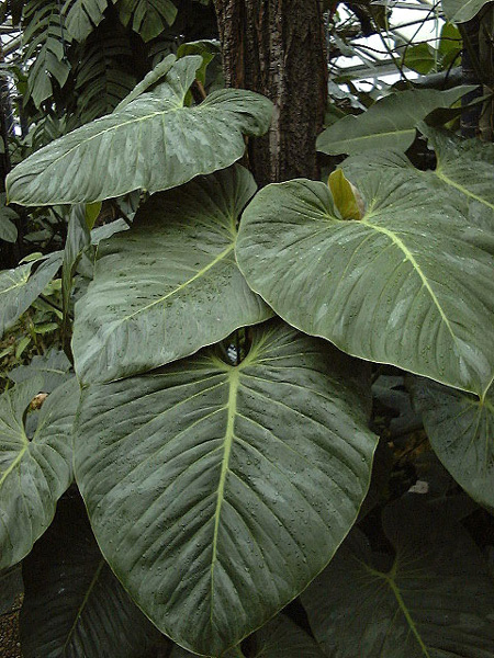 Philodendron sodiroi