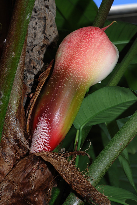 Philodendron sodiroi