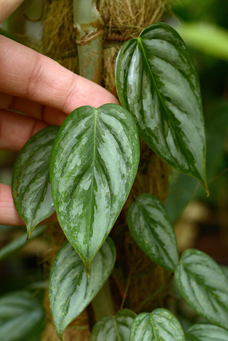 Philodendron sodiroi