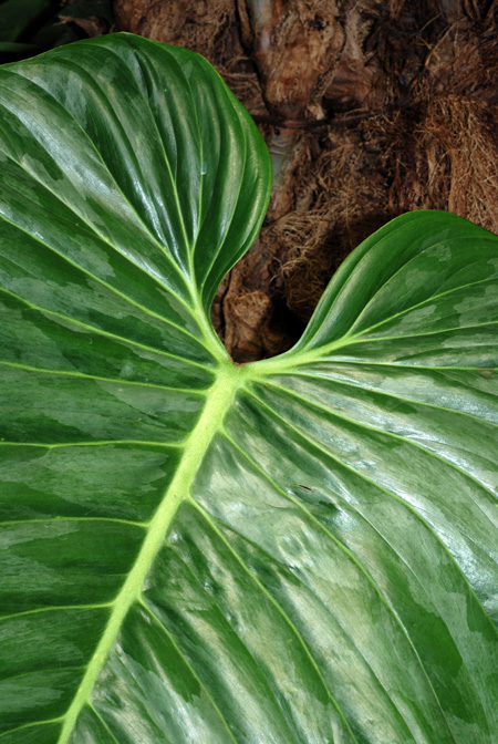 Philodendron sodiroi