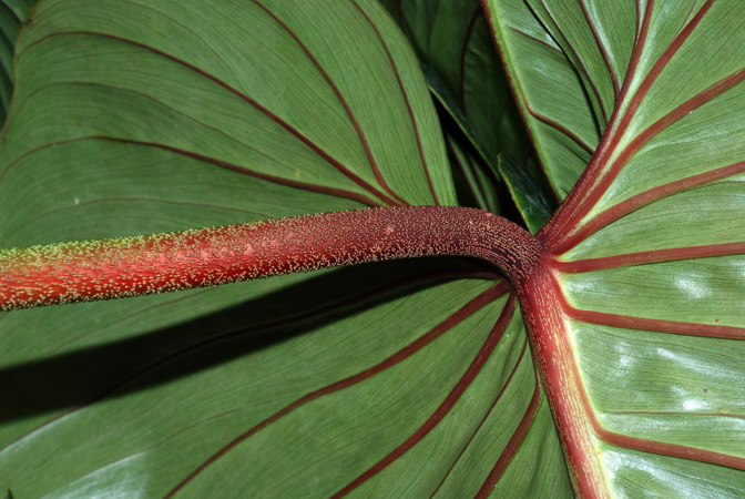 Philodendron sodiroi