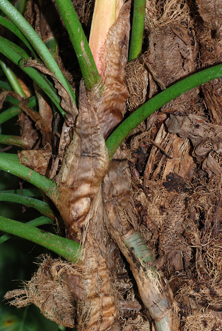 Philodendron sodiroi