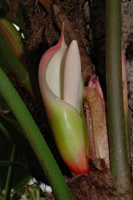 Philodendron sodiroi