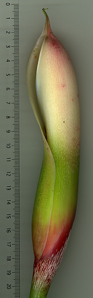 Philodendron sodiroi