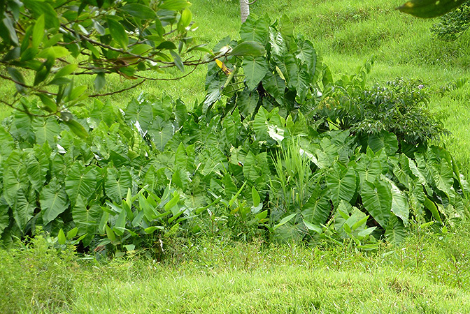 Philodendron solimoesense