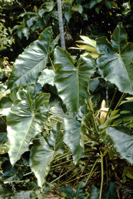 Philodendron solimoesense