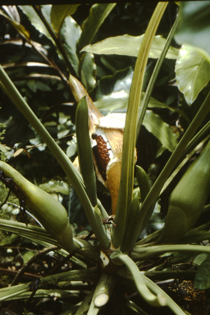 Philodendron solimoesense
