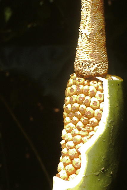 Philodendron solimoesense