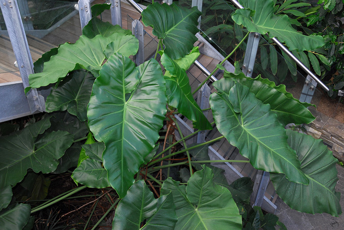 Philodendron solimoesense