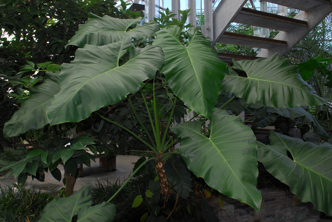 Philodendron solimoesense