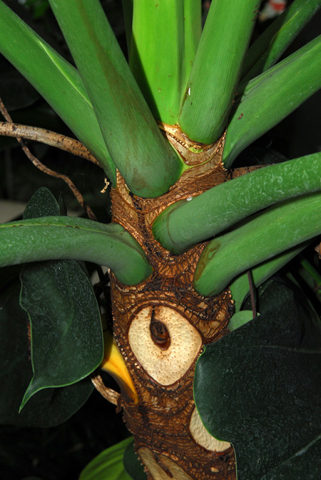 Philodendron solimoesense